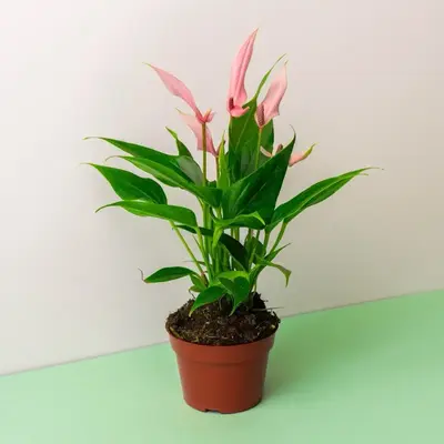 Anthurium Lili Pink - 4 Inch