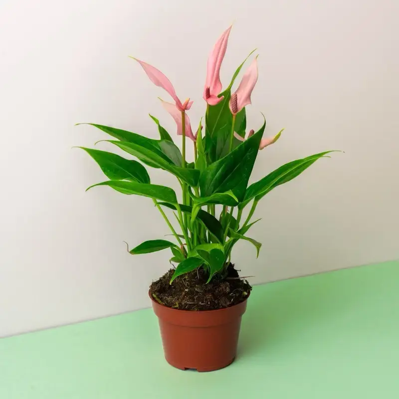 Anthurium Lili Pink - 4 Inch