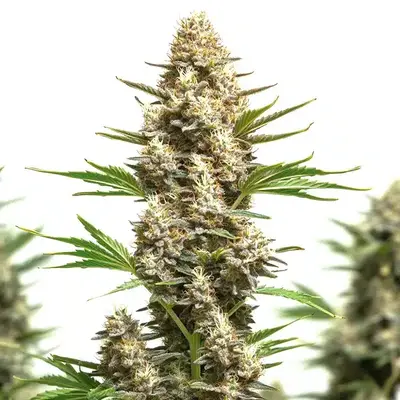 RS11 x Chemdog 4 - Seeds Pack: 100-seeds