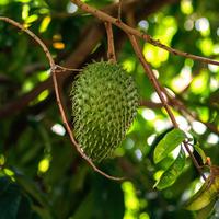 Soursop Leaves Organic Natural Premium green leaves tea Beverage Herbal herbal beverage health tea immune boost digestive sup...