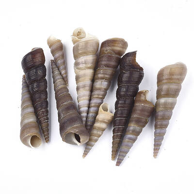 Spiral Shell Beads