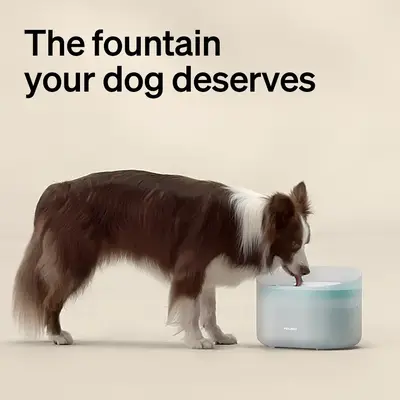 PETLIBRO Dog Water Fountain: 2.1Gal automatic dispenser for medium to large dogs, anti-splash design, ultra-quiet, and easy t...