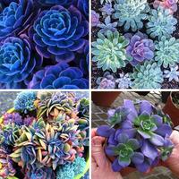 Blue Succulents Witchford Lithops Seeds - Cactus Seeds, 100pcs/pack