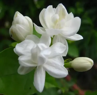 100+ Climbing Jasmine Flower Seeds for Planting - Fragrant Non-GMO Garden Home Balcony Climbing Flower