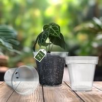 9 inch Clear Nursery Pot with Drainage Holes | karenplantsplants