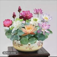 Bowl-Lotus- Same day Ship -10Pcs/20Pcs Mixed Pink, -Exotic Water Lily Flower Plant Seeds for Ornamental Pond and Home Plantin...