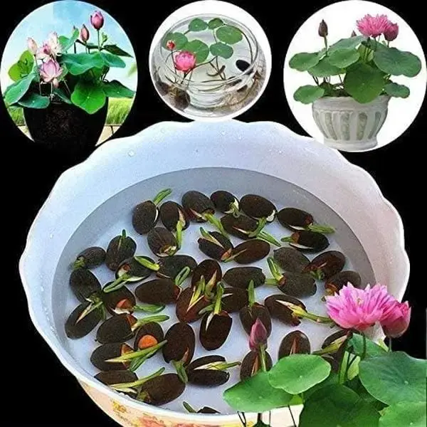 20+pcs Lotus Seeds Mixed Colors, Water Lily Flower Plant Seeds - Great Ornamental Courtyard Viable Aquatic Water Features See...