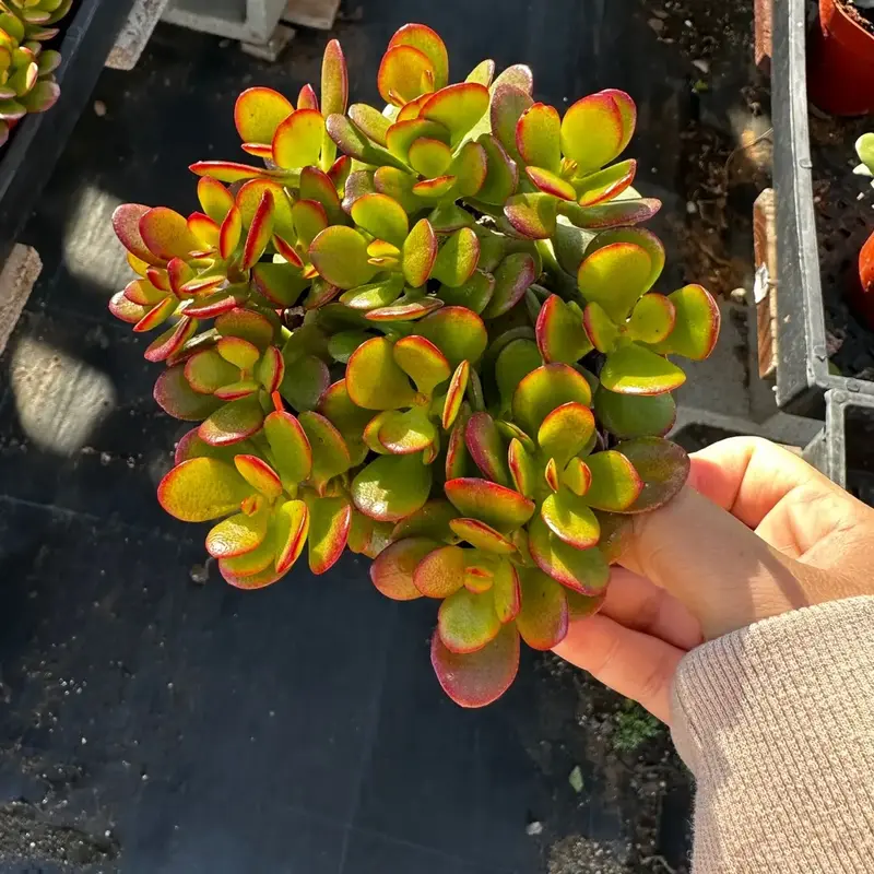 Jade Crosby 4 inch pot plant succulent