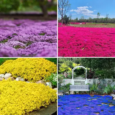 3000+ Mix Creeping Thyme Seeds Ground Cover for Planting - 4 Colours Thymus Serpyllum Heirloom Purple,Blue, Red, Yellow Beaut...