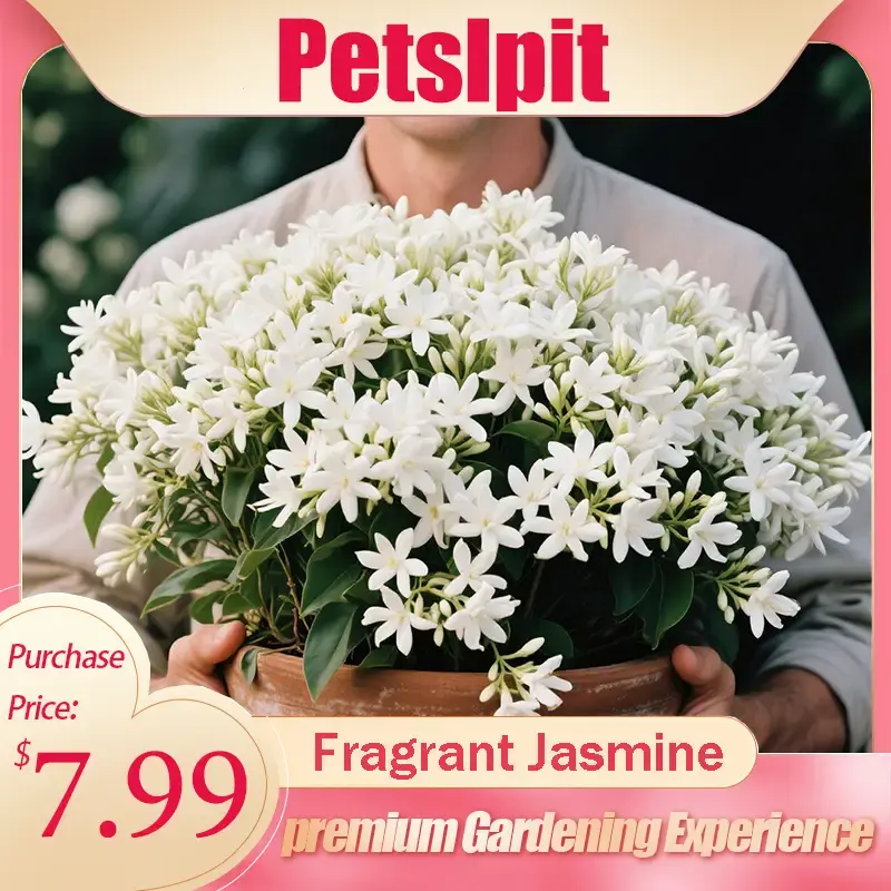 【PetalPit】Aromatic Evergreen Non-GMO Climbing Silver Jasmine Seeds - 50 Plants at $7.99, Great for Garden & Balcony Spruc...
