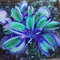 100+pcs Venus Flytrap Seeds - Unleash the Fascination of Carnivorous Plants! Easy - Grow, Unique & Perfect for Science Lovers...