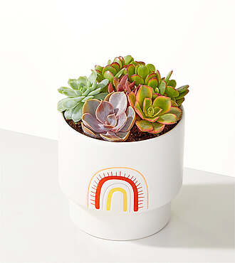 Succulent Garden - FedEx