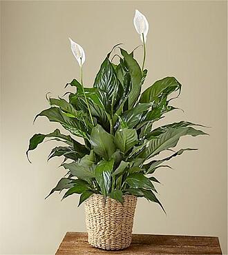 Peace Lily Plant - FedEx