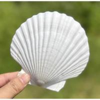 10 count Large Scallop Shells 4-5 inch  White Scallop Shells from Sea Beach for DIY Craft Decor
