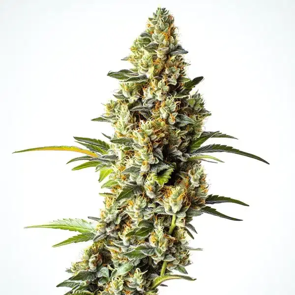 Black Domina x Scott's OG - Seeds Pack: 9-seeds