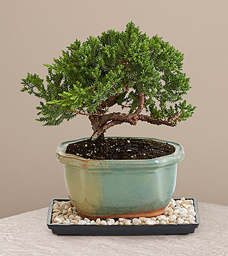 Juniper Bonsai Tree - FedEx