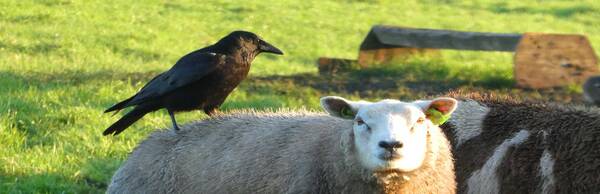 Disaster and Hope in Senghenydd: A Walk Through 1,000 Years of Welsh History