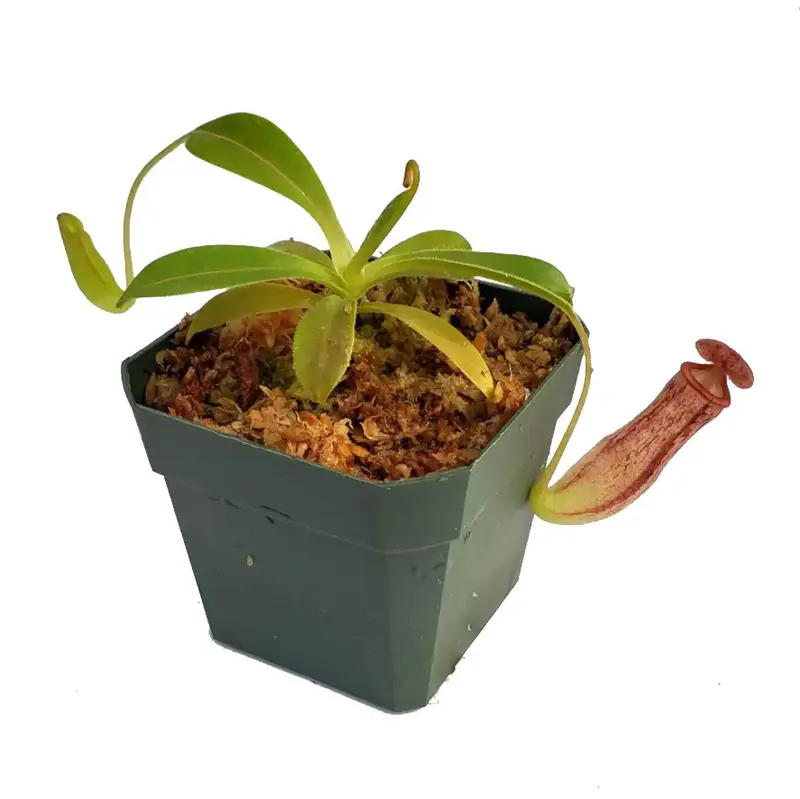 Tropical Pitcher Plant - Nepenthes - Bug-Eating Carnivorous Plant - Live Arrival - 3 Pot - Predatory Plants