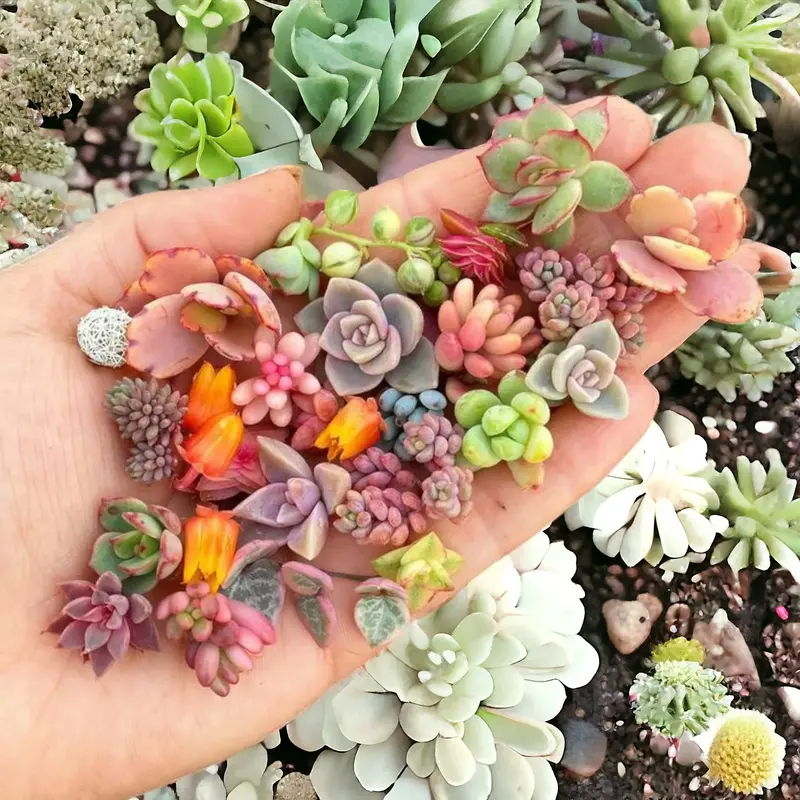 Create a Stunning Succulent Oasis with 200pcs Rare Mixed Succulent Seeds - Beautiful and Colorful Marvels for Your Indoor and...