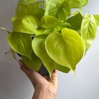 Philodendron Lemon Lime 6\