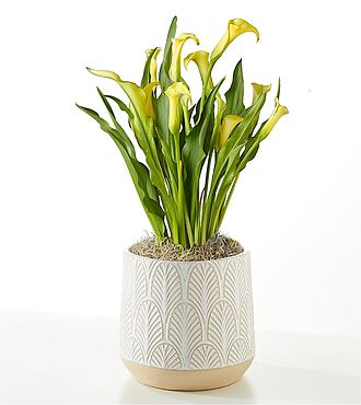 Yellow Calla Lily Plant - FedEx