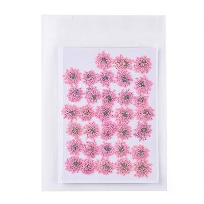 Pressed Dried Flowers