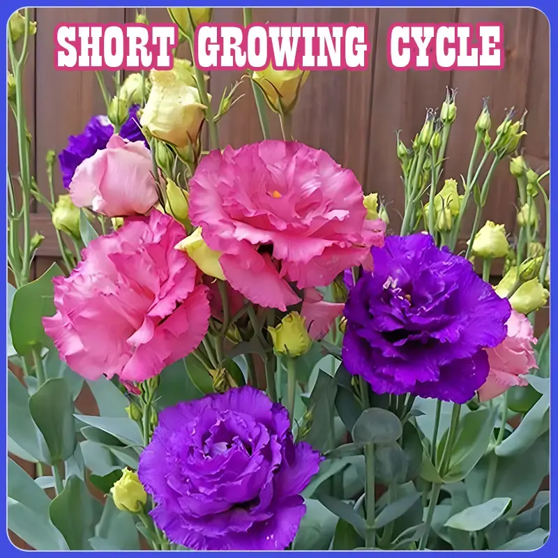 Lisianthus Seeds for Planting – Eustoma Grandiflorum, Beautiful Cut Flower Seeds, Double Bloom, Non-GMO, Easy to Grow, Indo...