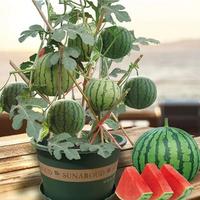 50PCS Extra Sweet Mini Seedless Watermelon Seeds – Thin-Skinned, Fast-Growing & Perfect for Small Spaces & Gardens