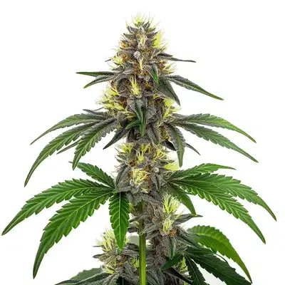 CBD White Widow (1:1) - Seeds Pack: 25-seeds
