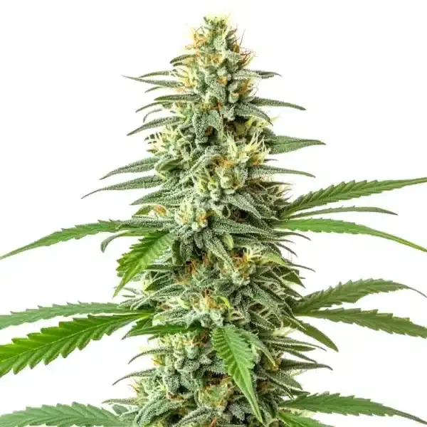 Critical x Mazar Auto - Seeds Pack: 9-seeds