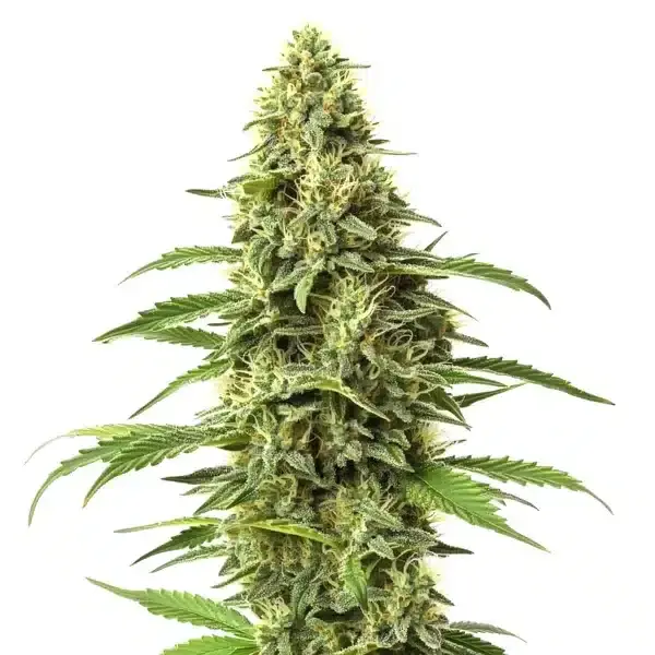 Amnesia CBD (1:1) - Seeds Pack: 50-seeds