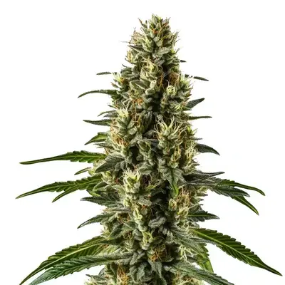 Herijuana - Seeds Pack: 9-seeds