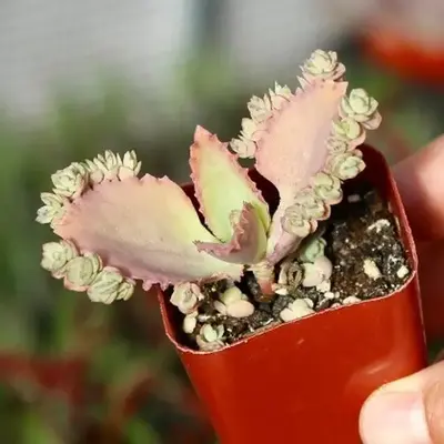 Mother of Thousands Live Succulent Plant in 2\