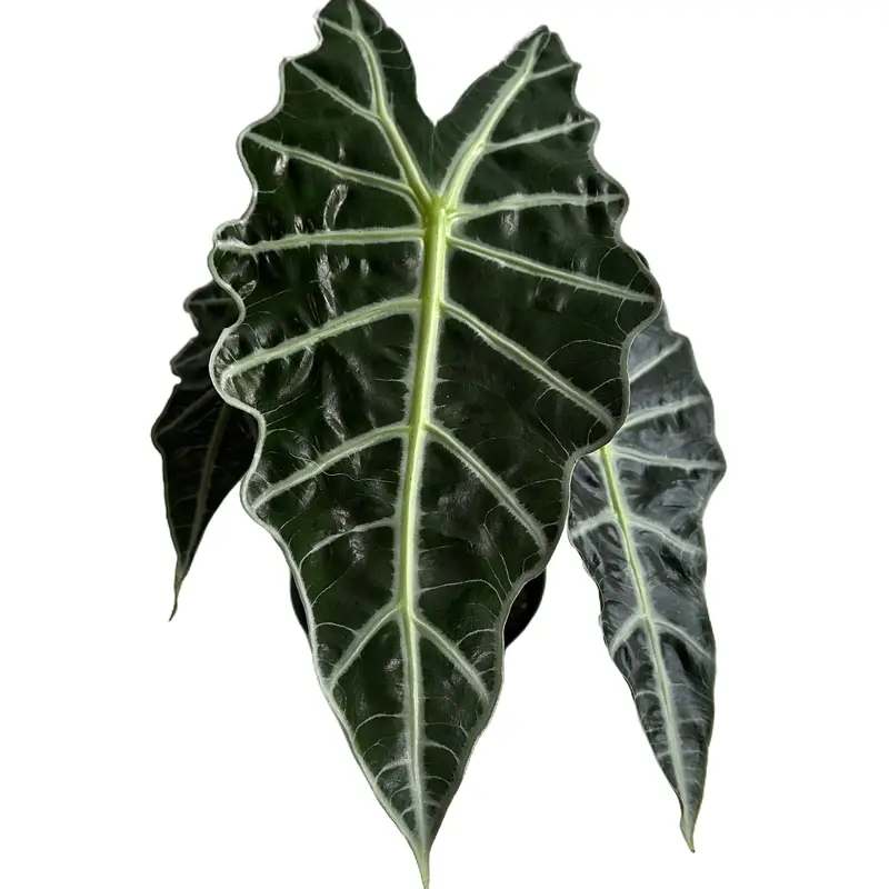 Alocasia Polly 6\