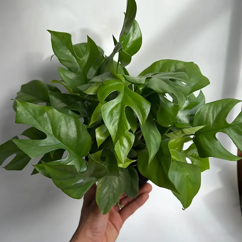 Mini Monstera RHAPHIDORA TETRASPERMA 6\