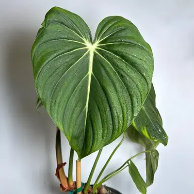 Philodendron McDowell 6 pot Rare Plant House Plant Indoor Plant - Low Maintenance & Bright Indirect Light Friendly Housepla...