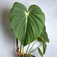 Philodendron McDowell 6\