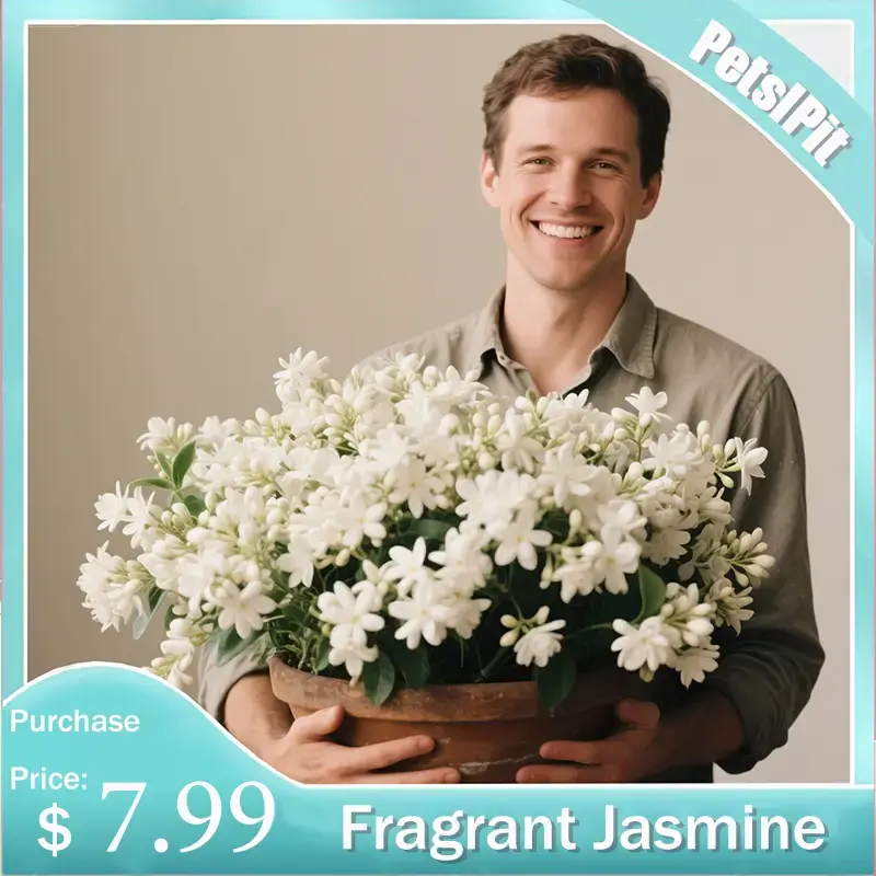 【PetalPit】Non-GMO Climbing Jasmine Seeds: 50Plants for $7.99, Aromatic Evergreen Silver Jasmine Perfect for Garden & Balc...