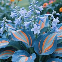 800 Orange Hosta Seeds - Easy-to-Grow, Shade-Tolerant Plants for Your Garden
