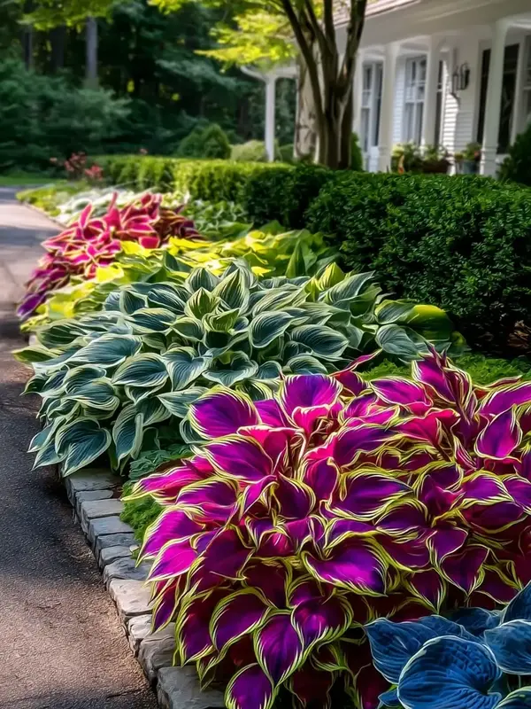 Perennial Shade Plant Seeds – Decorative Foliage for Garden and Pots