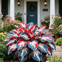 Red-Blue-White Gradient Large Hosta Seeds for Shade Gardens, 50-100 cm