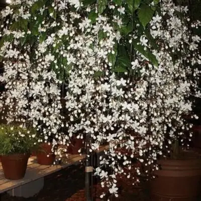 1 Small Clerodendrum Wallichii Plant -Bridal Veil -VERY SMALL But Well Rooted STARTER Plant~White Pendulous Blooms - ship in ...