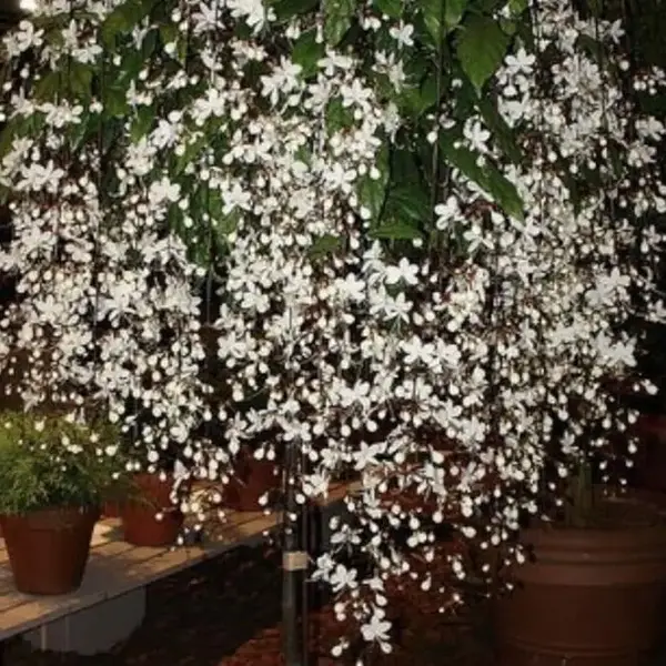 1 Small Clerodendrum Wallichii Plant -Bridal Veil -VERY SMALL But Well Rooted STARTER Plant~White Pendulous Blooms - ship in ...