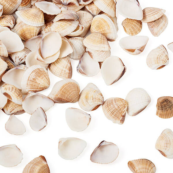 Natural Shell