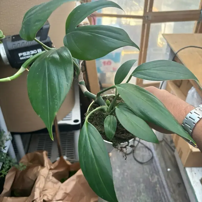 Philodendron Kylin Tail - 4” Pot