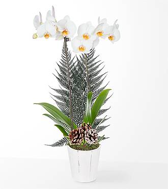Holiday White Orchid - FedEx