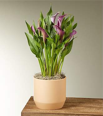 Purple Calla Lily Plant - FedEx