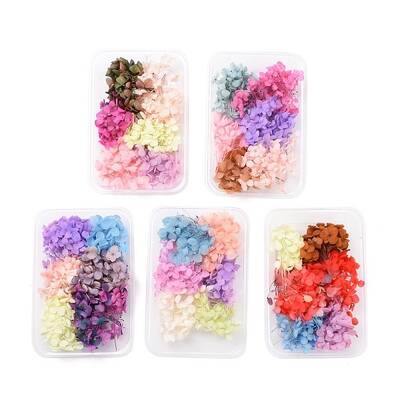 Dried Flowers
