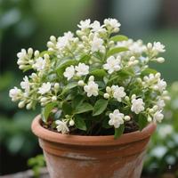 150+ Climbing Jasmine Flower Seeds Fragrant Plant for Planting Garden Home Four Seasons Evergreen Silver Jasmine Garden Balco...