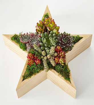Joyous Star Succulent Garden - FedEx